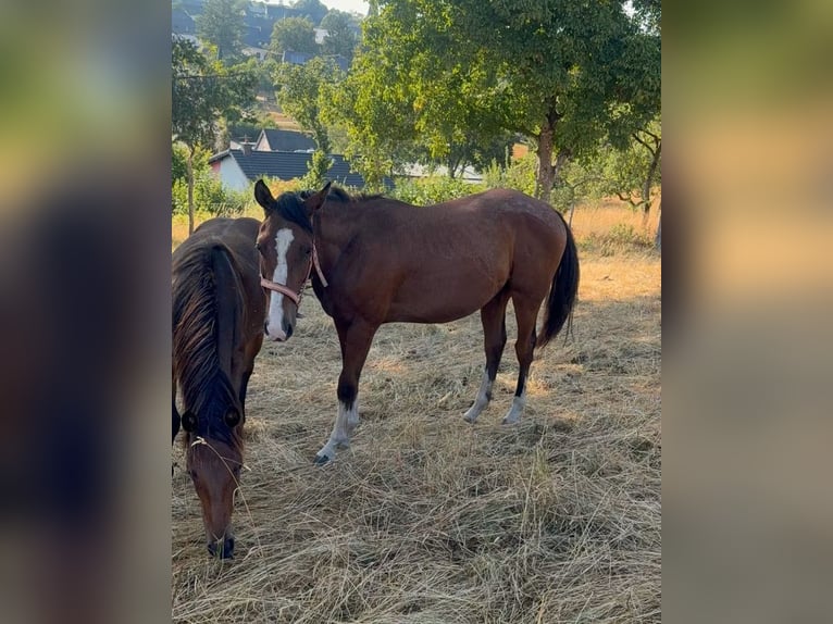 American Paint Horse Mix Wallach 3 Jahre 153 cm  in Daleiden