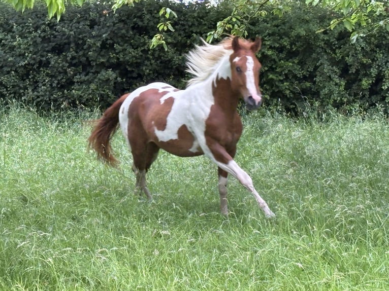 American Paint Horse Wallach 3 Jahre 153 cm Tobiano-alle-Farben in Bemelen