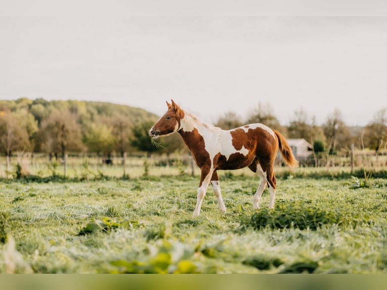 American Paint Horse Wallach 3 Jahre 153 cm Tobiano-alle-Farben in Bemelen