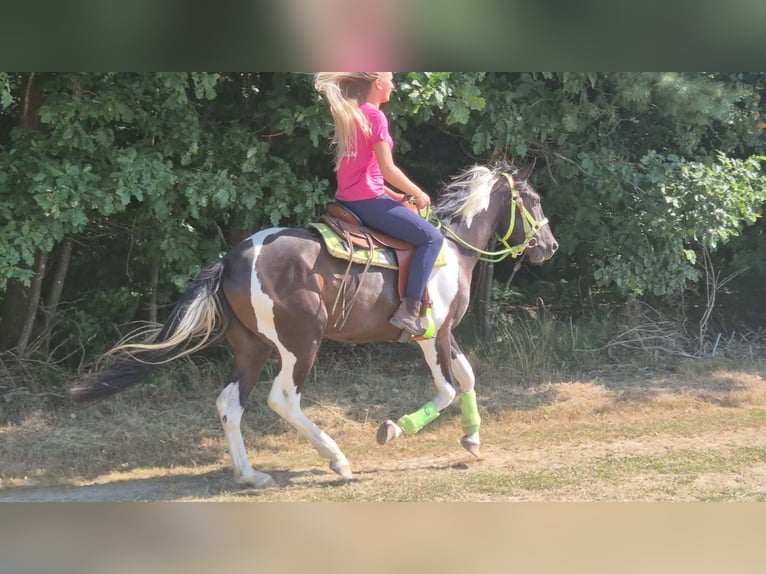 American Paint Horse Wallach 3 Jahre 155 cm Schecke in Linkenbach