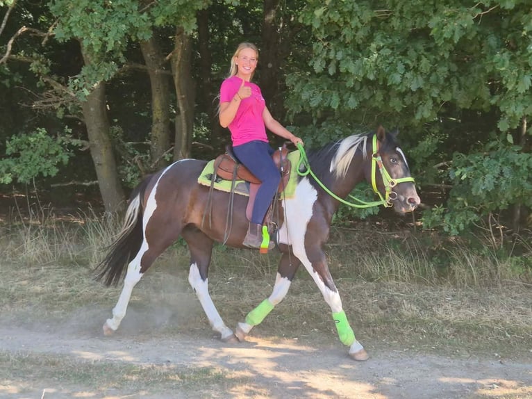 American Paint Horse Wallach 3 Jahre 155 cm Schecke in Linkenbach