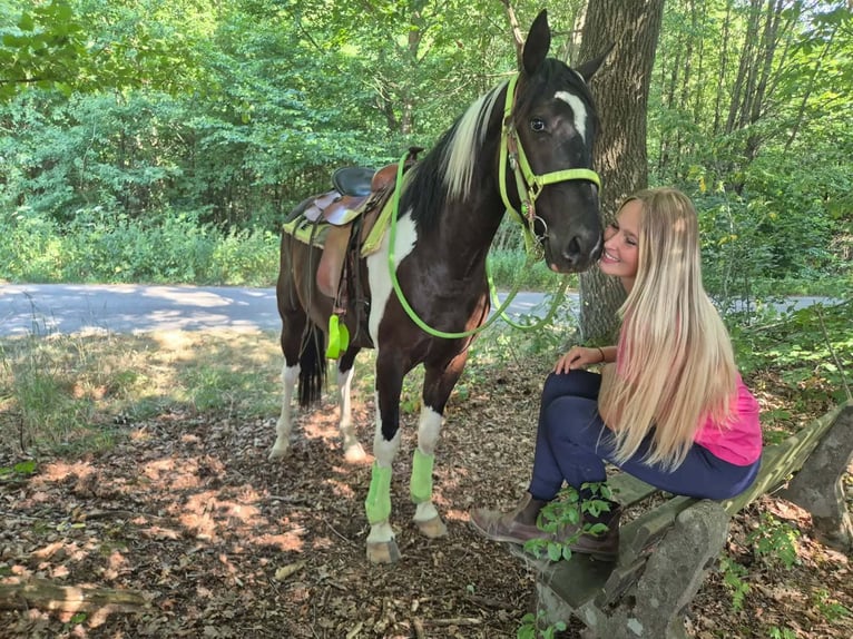 American Paint Horse Wallach 3 Jahre 155 cm Schecke in Linkenbach