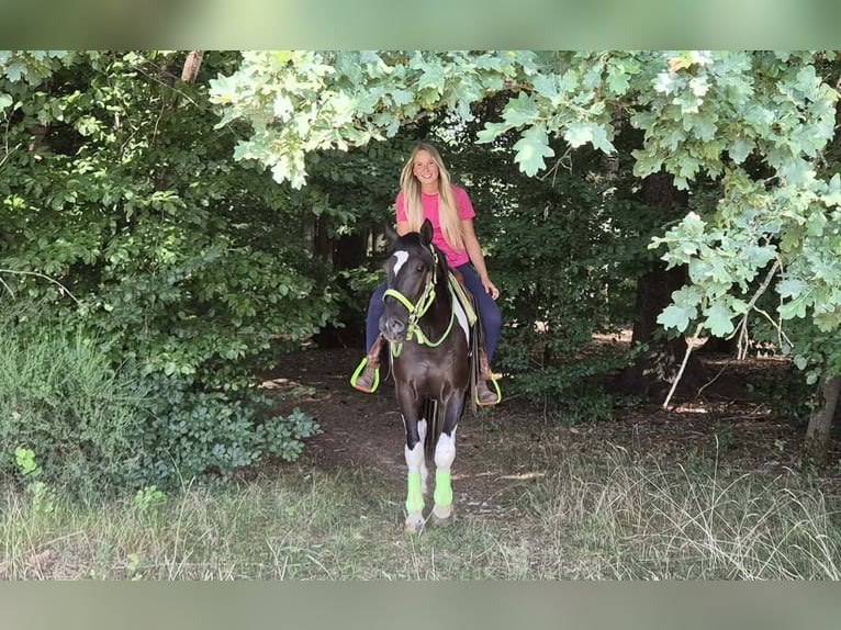 American Paint Horse Wallach 3 Jahre 155 cm Schecke in Linkenbach