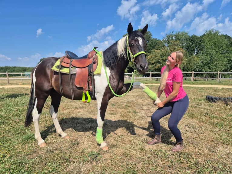 American Paint Horse Wallach 3 Jahre 155 cm Schecke in Linkenbach