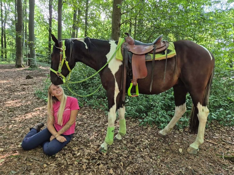 American Paint Horse Wallach 3 Jahre 155 cm Schecke in Linkenbach