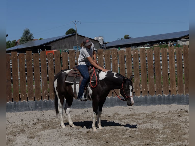 American Paint Horse Wallach 3 Jahre 155 cm Tobiano-alle-Farben in Kappelen