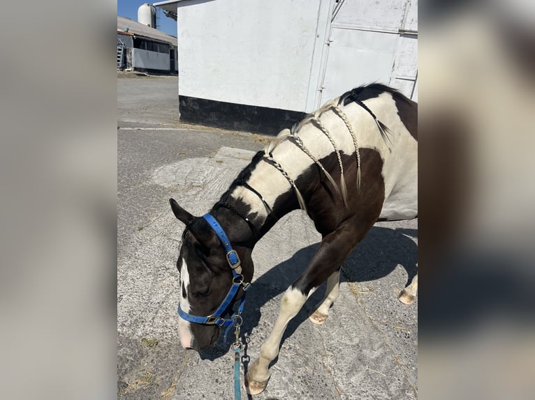 American Paint Horse Wallach 3 Jahre 155 cm Tobiano-alle-Farben in Kappelen