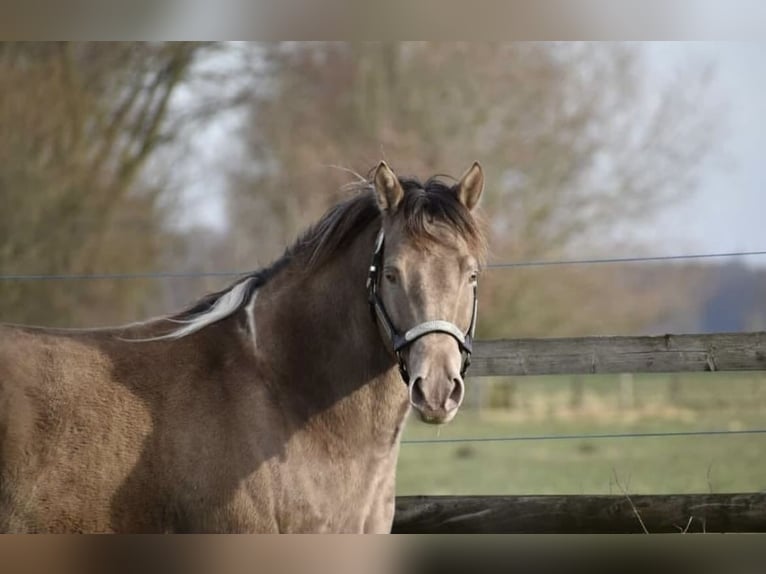 American Paint Horse Wallach 3 Jahre 155 cm Tobiano-alle-Farben in Kappelen