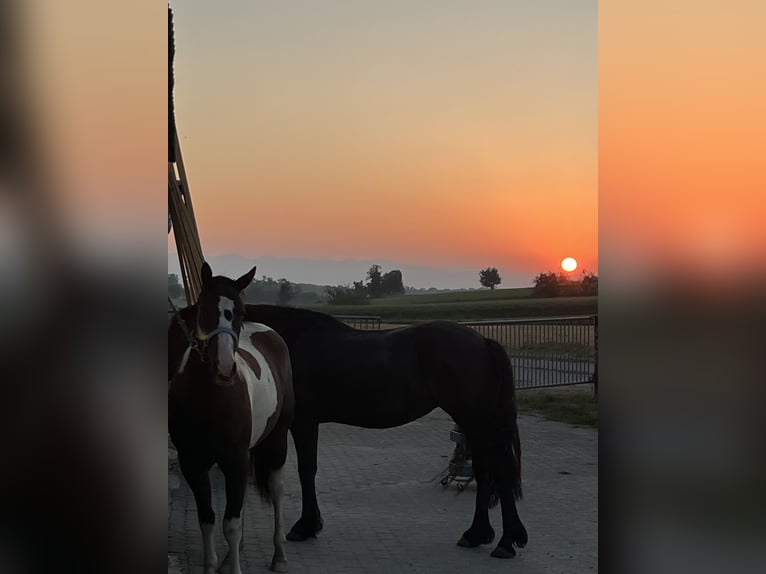American Paint Horse Wallach 3 Jahre 155 cm Tobiano-alle-Farben in Kappelen