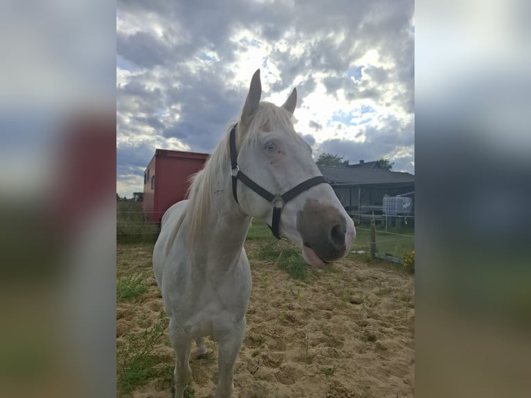 American Paint Horse Wallach 3 Jahre 155 cm Tobiano-alle-Farben in Kuhlenfeld