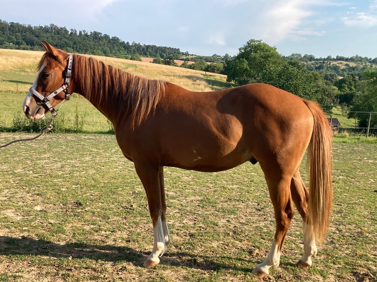 American Paint Horse Wallach 3 Jahre 156 cm Fuchs in Reichweiler