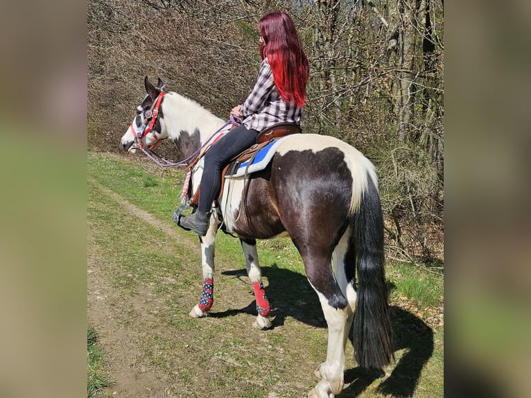 American Paint Horse Mix Wallach 3 Jahre 156 cm Schecke in Linkenbach