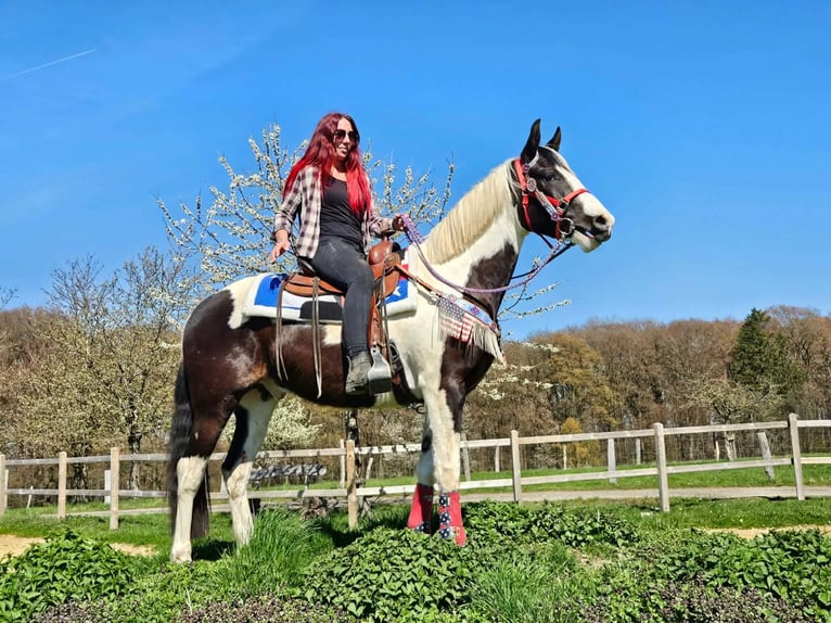 American Paint Horse Mix Wallach 3 Jahre 156 cm Schecke in Linkenbach
