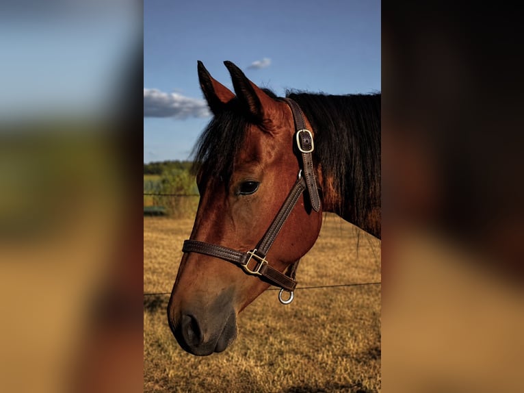 American Paint Horse Wallach 3 Jahre 157 cm Brauner in Walsrode