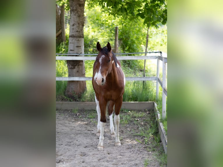 American Paint Horse Wallach 3 Jahre 163 cm Tobiano-alle-Farben in Weiz