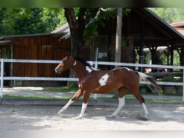 American Paint Horse Wallach 3 Jahre 163 cm Tobiano-alle-Farben in Weiz