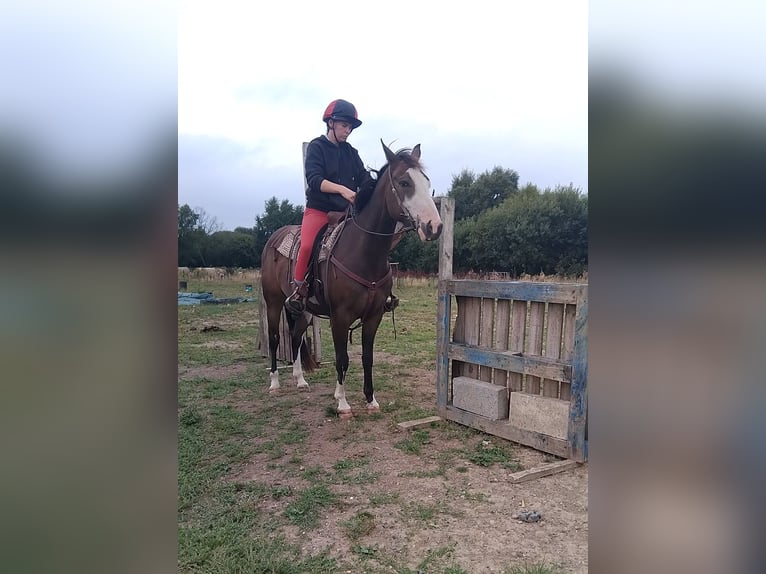 American Paint Horse Wallach 3 Jahre Brauner in Kildare