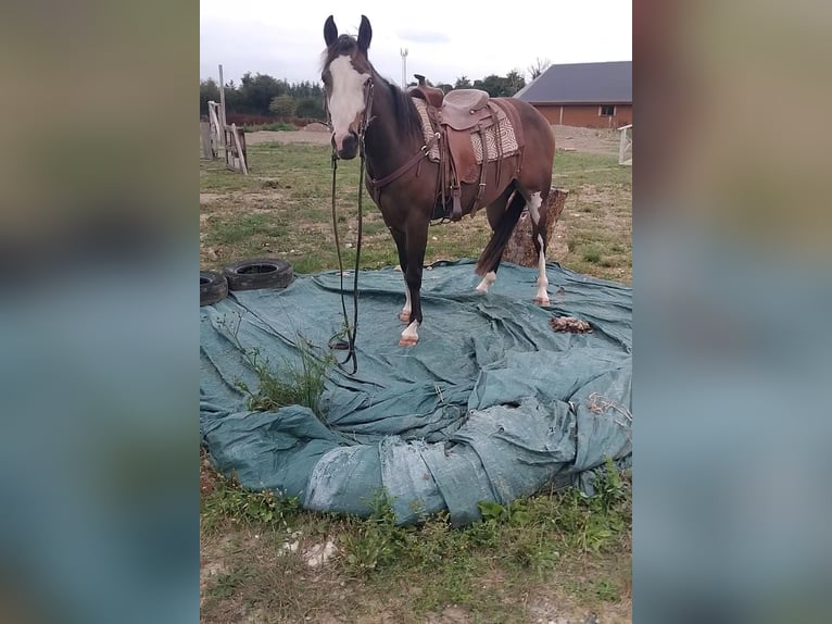 American Paint Horse Wallach 3 Jahre Brauner in Kildare