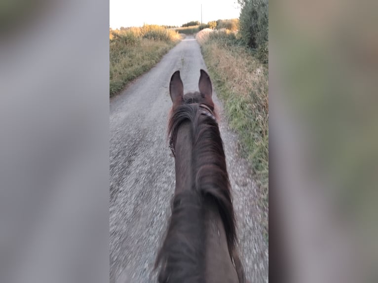 American Paint Horse Wallach 3 Jahre Brauner in Kildare