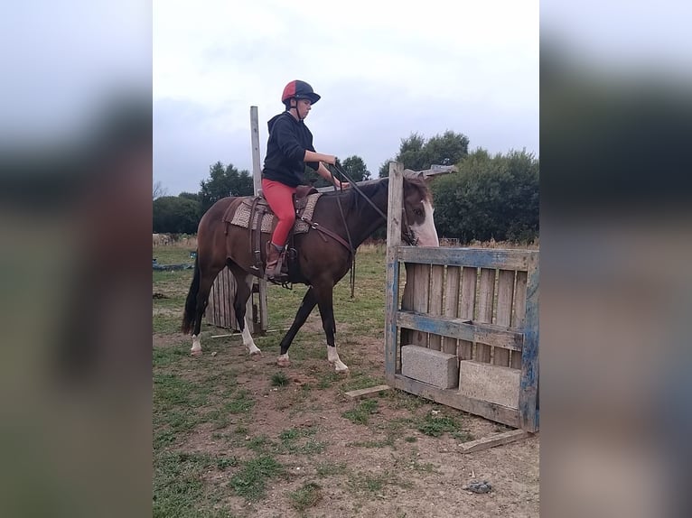 American Paint Horse Wallach 3 Jahre Brauner in Kildare