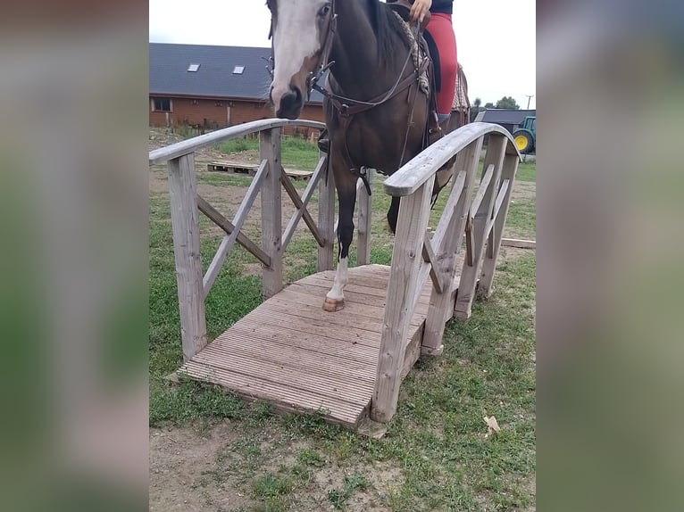 American Paint Horse Wallach 3 Jahre Brauner in Kildare