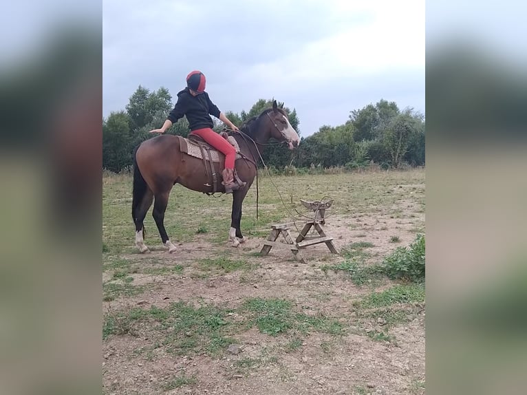 American Paint Horse Wallach 3 Jahre Brauner in Kildare