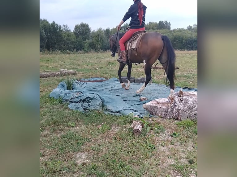 American Paint Horse Wallach 3 Jahre Brauner in Kildare