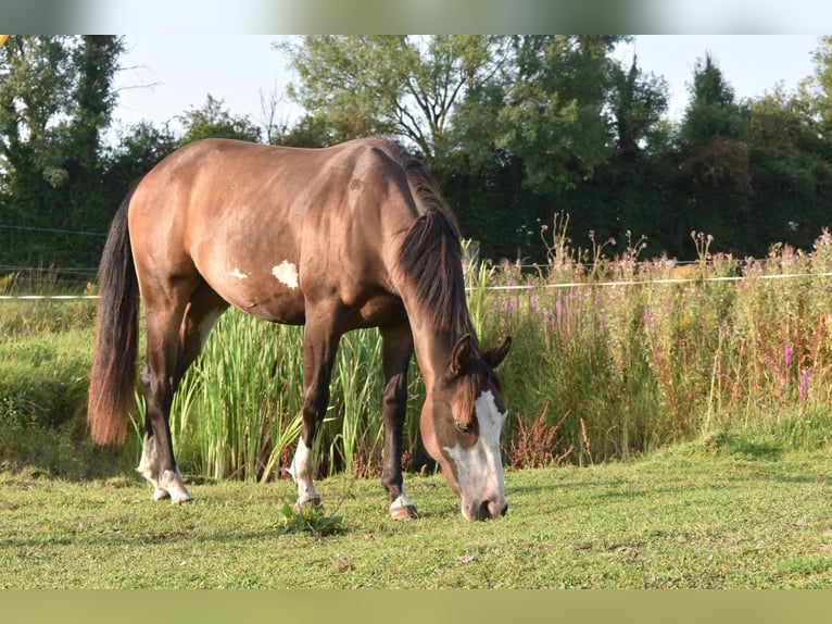 American Paint Horse Wallach 3 Jahre Brauner in Kildare