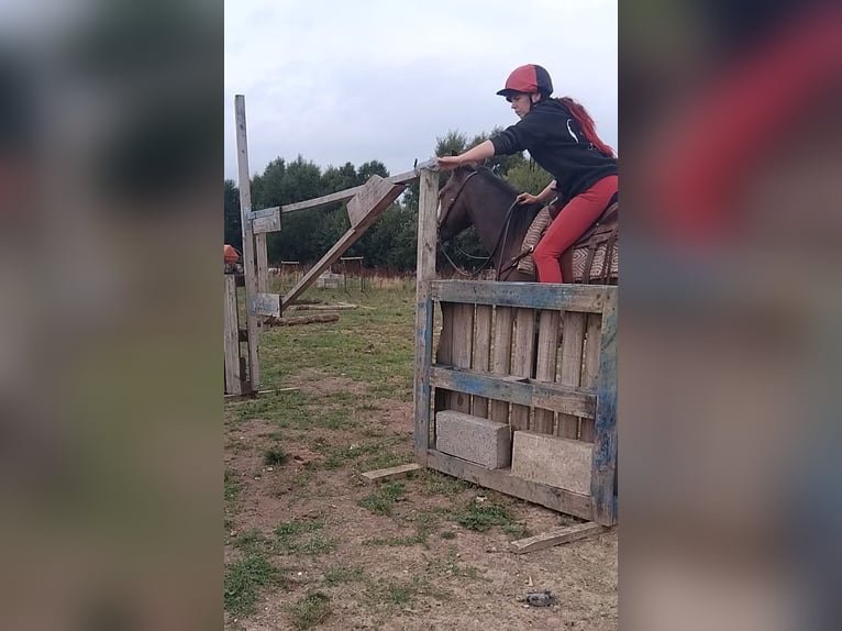 American Paint Horse Wallach 3 Jahre Brauner in Kildare