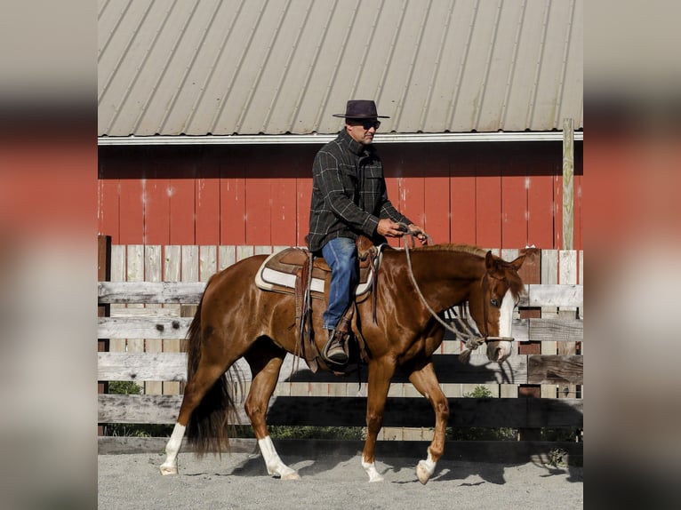 American Paint Horse Wallach 3 Jahre Rotfuchs in Ferndale