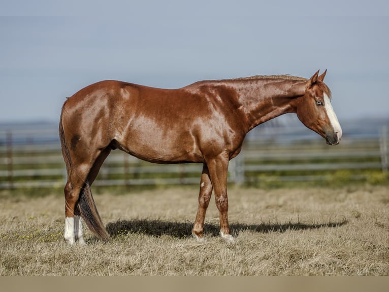 American Paint Horse Wallach 3 Jahre Rotfuchs in Ferndale