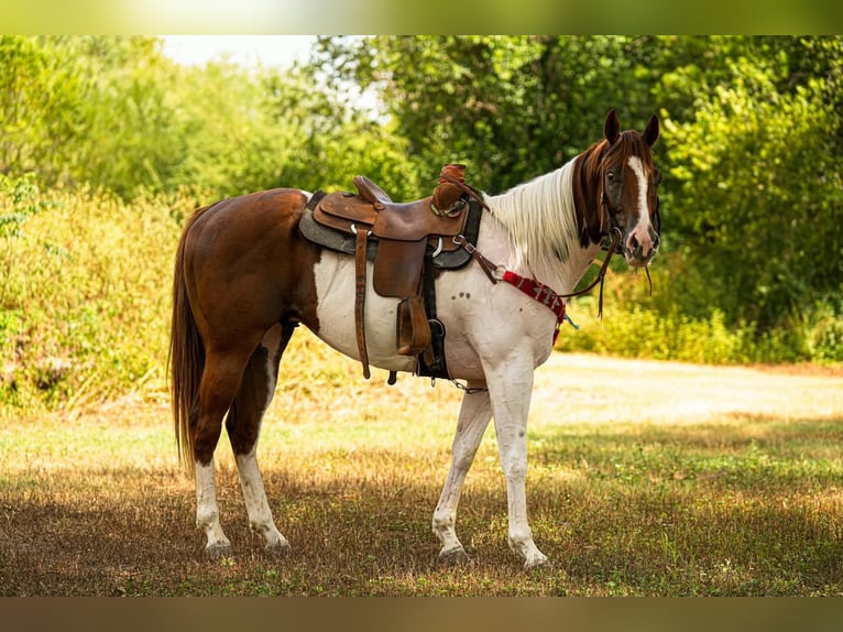 American Paint Horse Wallach 3 Jahre Tobiano-alle-Farben in Elmendorf