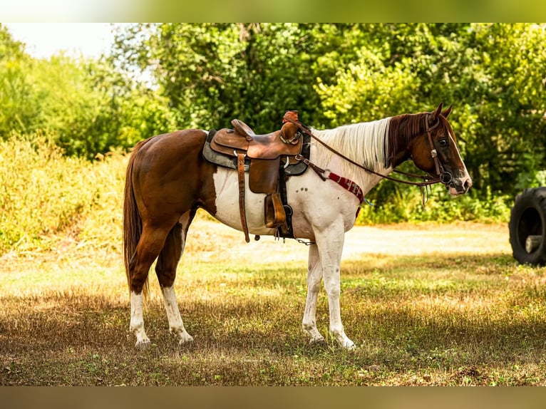 American Paint Horse Wallach 3 Jahre Tobiano-alle-Farben in Elmendorf