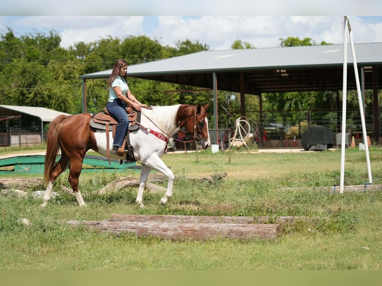 American Paint Horse Wallach 3 Jahre Tobiano-alle-Farben in Elmendorf