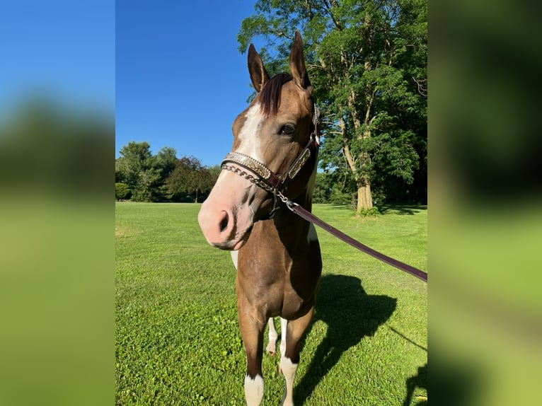American Paint Horse Wallach 3 Jahre Tobiano-alle-Farben in Jackson MI