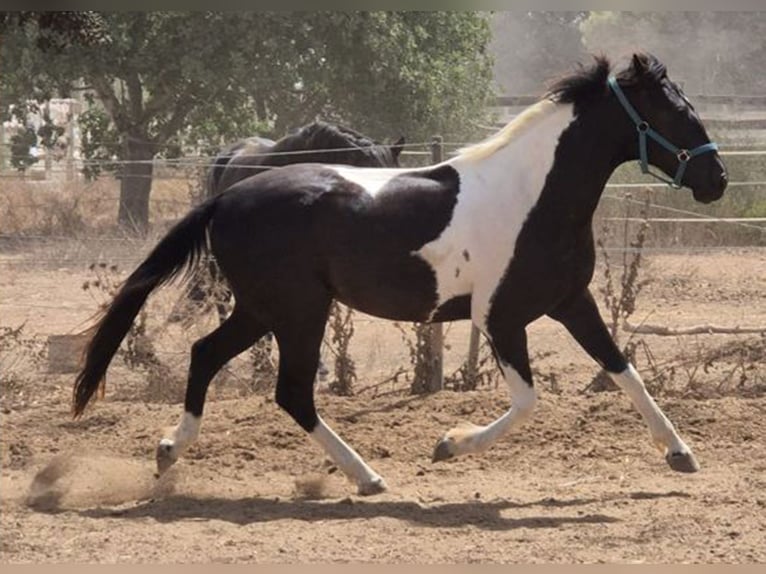 American Paint Horse Wallach 3 Jahre Tovero-alle-Farben in Algaida