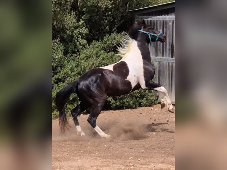 American Paint Horse Wallach 3 Jahre Tovero-alle-Farben in Algaida