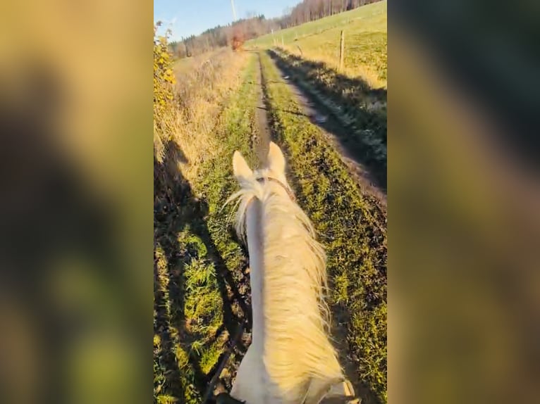 American Paint Horse Mix Wallach 4 Jahre 144 cm in Ulrichstein