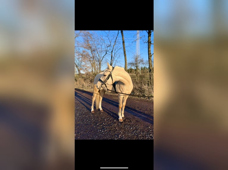 American Paint Horse Mix Wallach 4 Jahre 144 cm Palomino in Ulrichstein