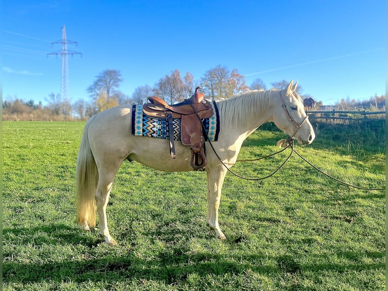 American Paint Horse Mix Wallach 4 Jahre 144 cm Palomino in Ulrichstein