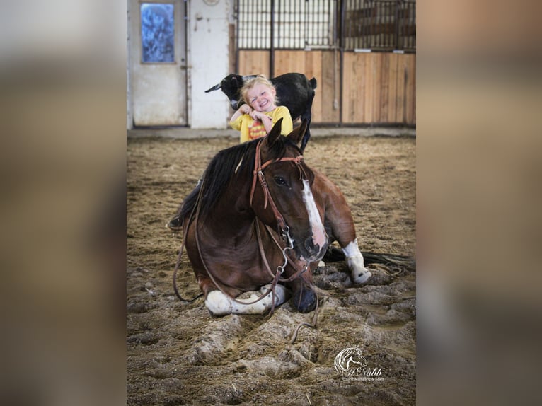 American Paint Horse Wallach 4 Jahre 145 cm Rotbrauner in Cody