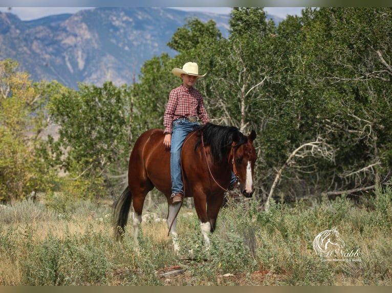 American Paint Horse Wallach 4 Jahre 145 cm Rotbrauner in Cody