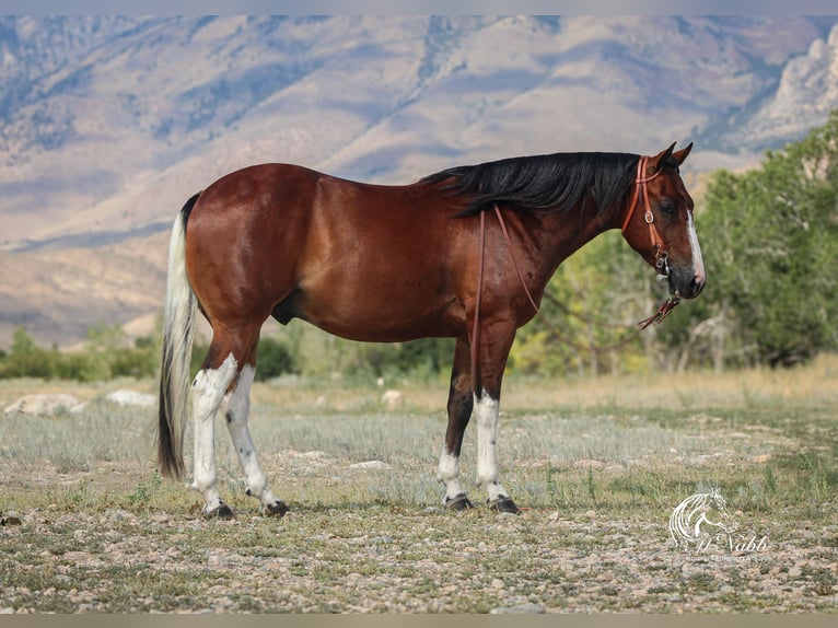 American Paint Horse Wallach 4 Jahre 145 cm Rotbrauner in Cody