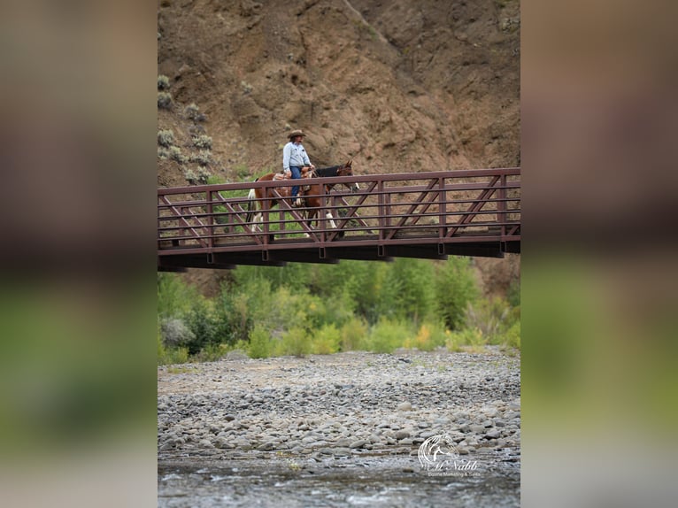 American Paint Horse Wallach 4 Jahre 145 cm Rotbrauner in Cody