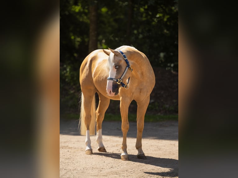 American Paint Horse Wallach 4 Jahre 147 cm Palomino in Küps