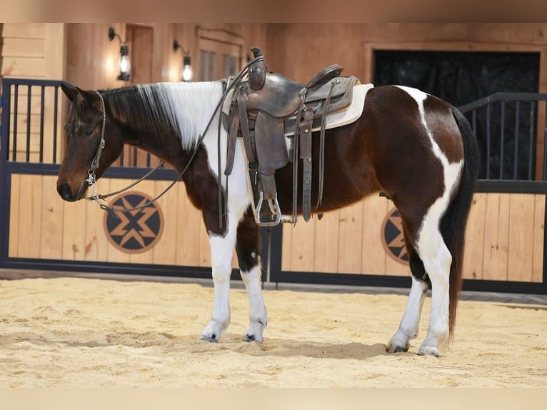 American Paint Horse Wallach 4 Jahre 147 cm Rotbrauner in Needmore