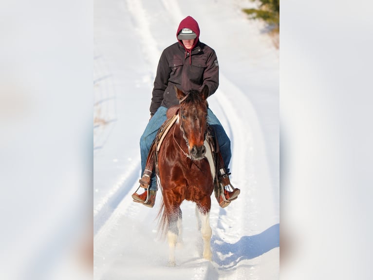 American Paint Horse Wallach 4 Jahre 147 cm Rotbrauner in Needmore