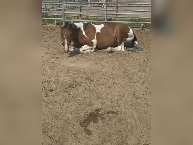 American Paint Horse Wallach 4 Jahre 148 cm Schecke in Oosterwolde