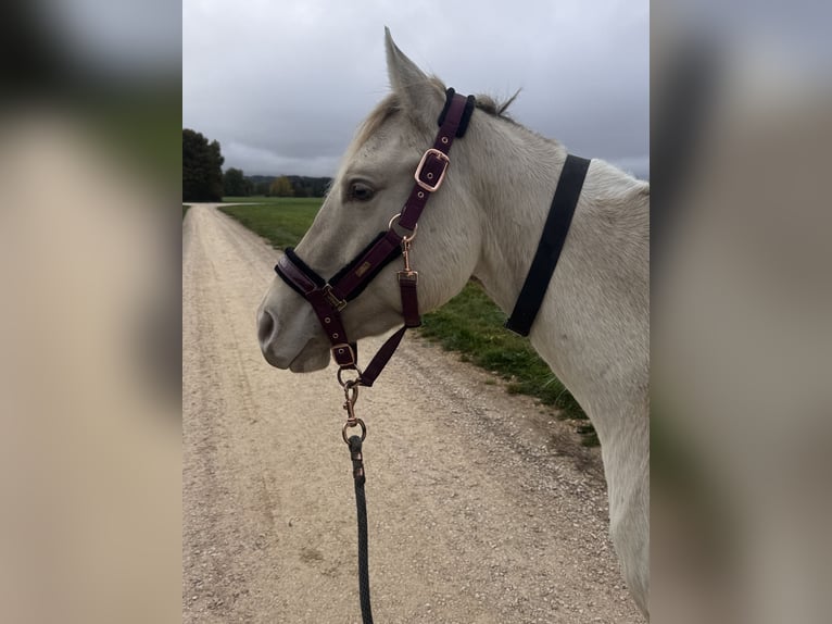 American Paint Horse Wallach 4 Jahre 150 cm Champagne in Trochtelfingen