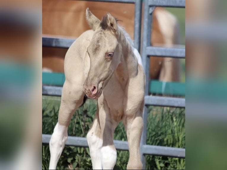 American Paint Horse Wallach 4 Jahre 150 cm Champagne in Trochtelfingen